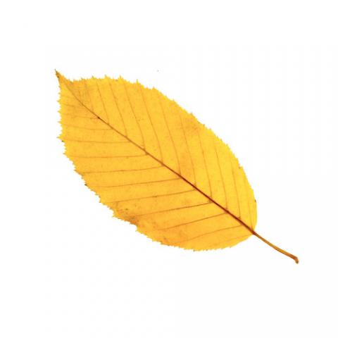 Photo of a leaf 